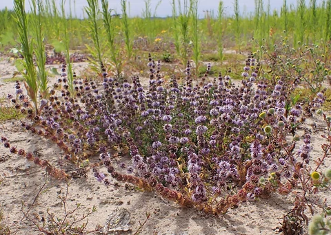 Flowering pennyroyal (Mentha pulegium) on sandy ground beside the Odra.