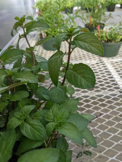 Leaves and stems of peppermint (Mentha × piperita).