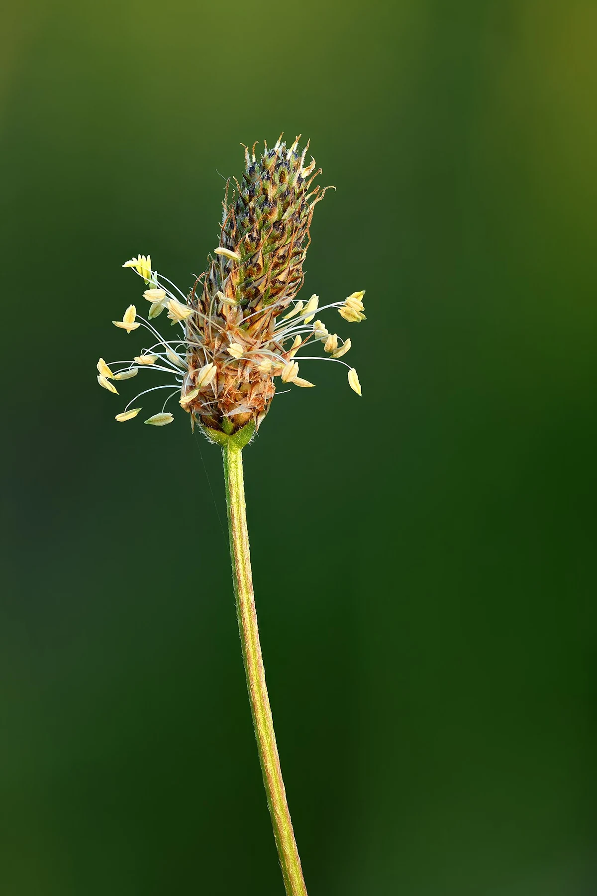 Kwiatostan babki lancetowatej (Plantago lanceolata) na długiej szypule.