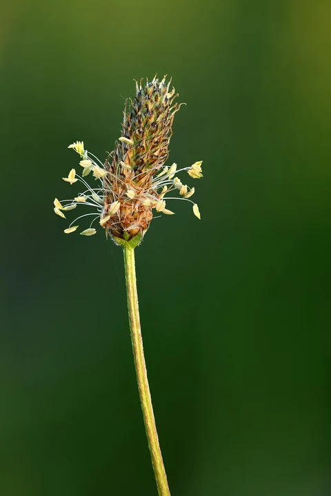 An inflorescence of ribwort plantain (Plantago lanceolata) on a long stalk.