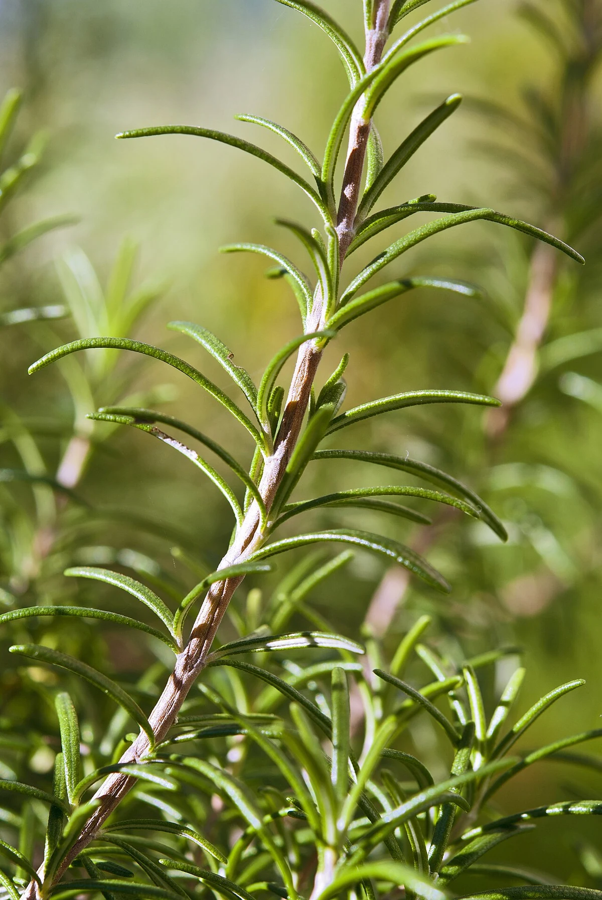 A rosemary shoot with narrow leaves, labelled Rosmarinus officinalis, a synonym of Salvia rosmarinus.