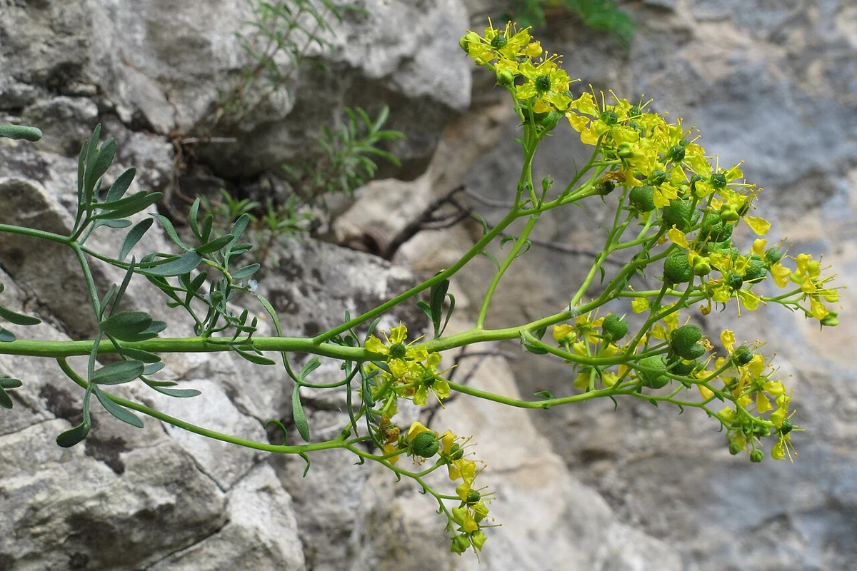 Yellow flowers of common rue (Ruta graveolens) against rocks.