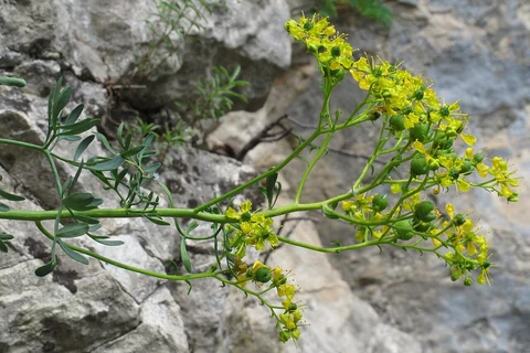 Yellow flowers of common rue (Ruta graveolens) against rocks.
