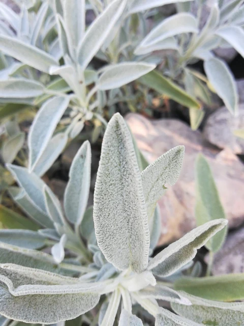 Hairy, grey-green leaves of sage (Salvia officinalis).