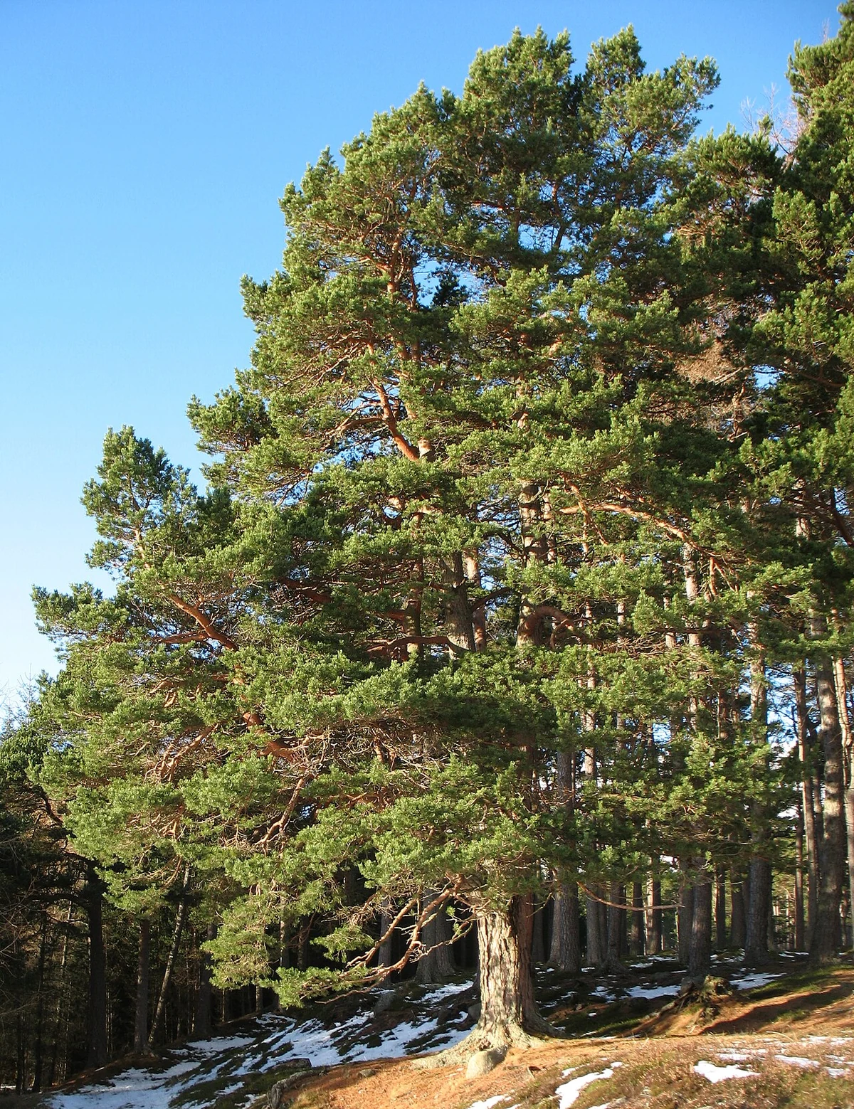 Scots pine (Pinus sylvestris) in Glen Muick, Scotland.
