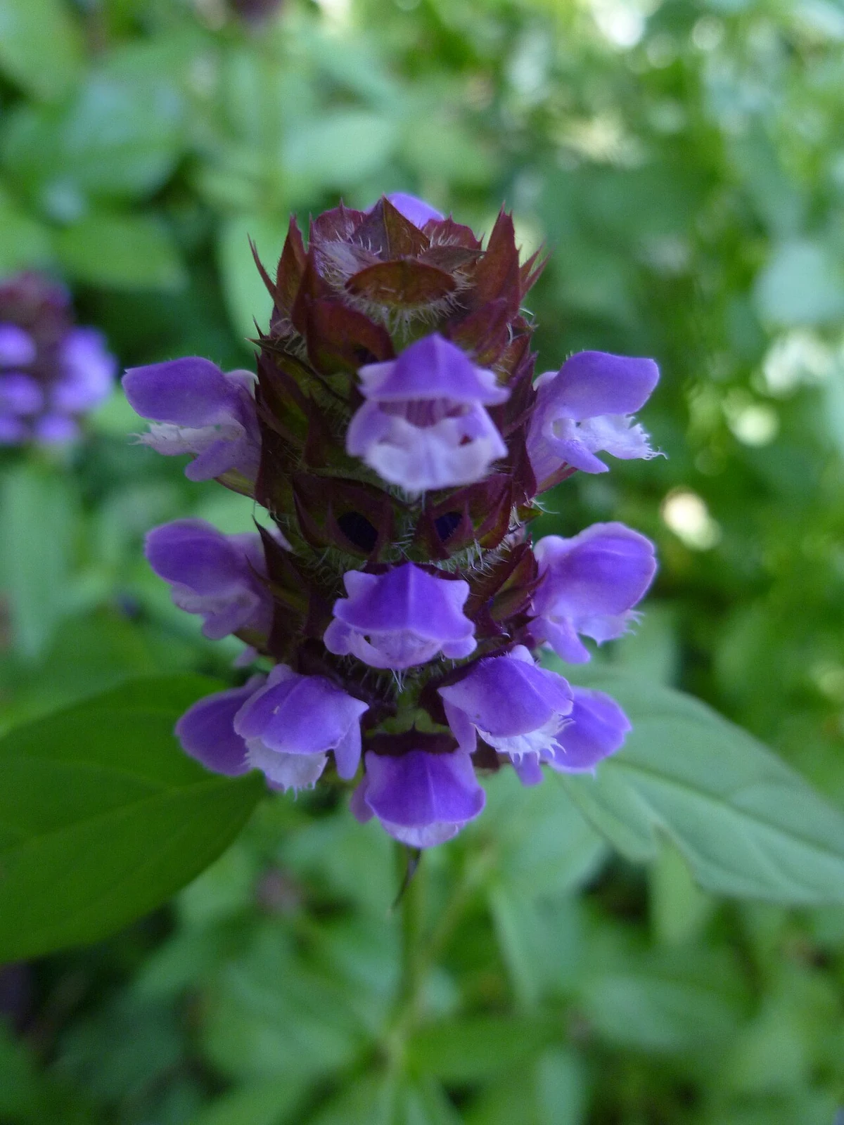 Purple flowers of selfheal (Prunella vulgaris) in a compact flower head.
