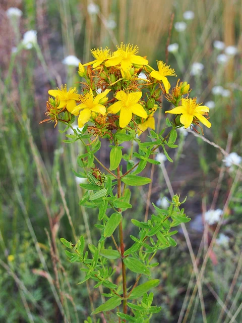 Yellow flowers of St John's wort (Hypericum perforatum) in a Wrocław meadow.