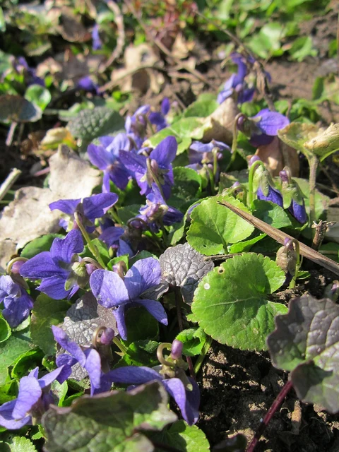 Purple flowers of sweet violet (Viola odorata) among its leaves.
