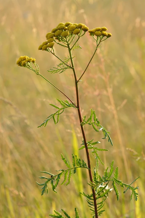 Tansy (Tanacetum vulgare): yellow flower heads and divided leaves.