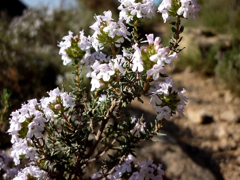 Pale flowers and small leaves of thyme (Thymus vulgaris).