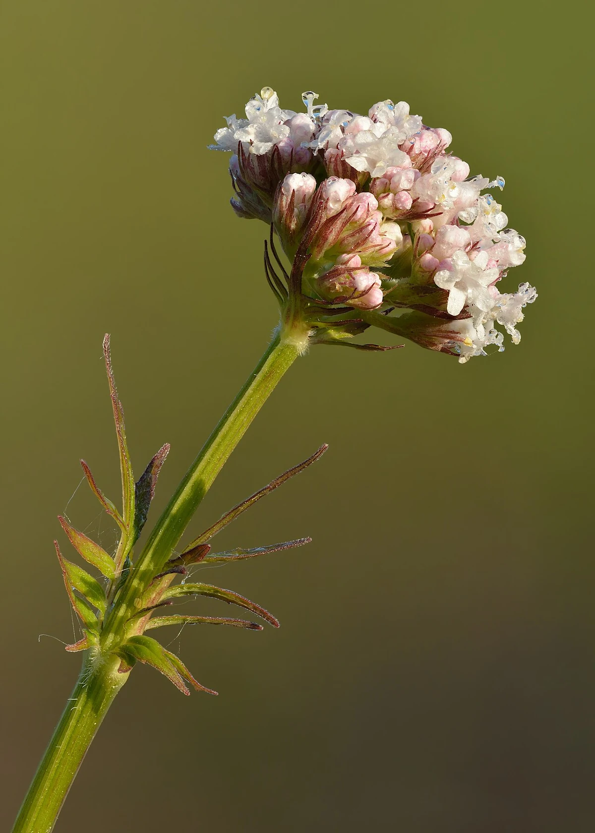 Valerian (Valeriana officinalis): a cluster of pale flowers and pink buds.