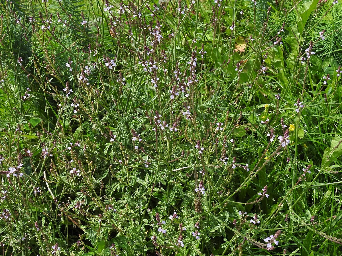 Vervain (Verbena officinalis): slender stems and small pale-purple flowers.