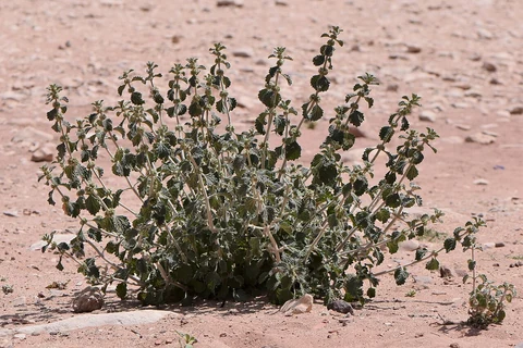 White horehound (Marrubium vulgare) growing on dry ground in Petra.