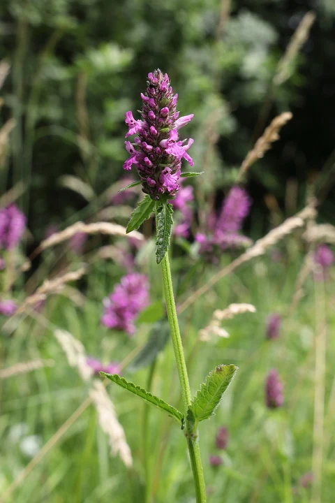 Wood betony (Betonica officinalis, syn. Stachys officinalis): a purple flower spike and toothed leaves.