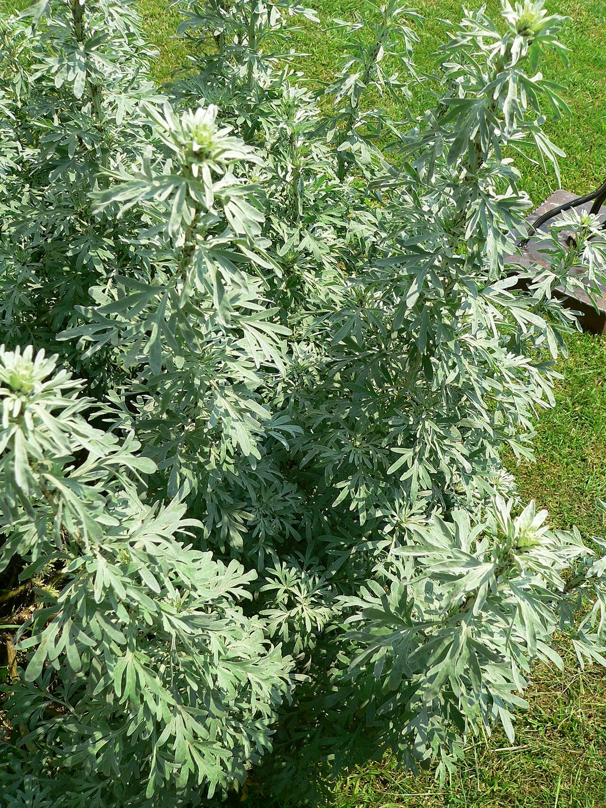 Grey-green, divided leaves of wormwood (Artemisia absinthium).