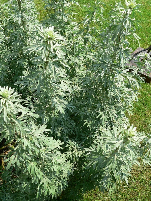 Grey-green, divided leaves of wormwood (Artemisia absinthium).