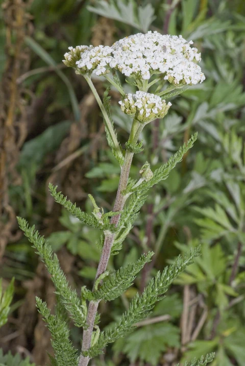 Yarrow (Achillea millefolium): pale flower clusters and finely divided leaves.