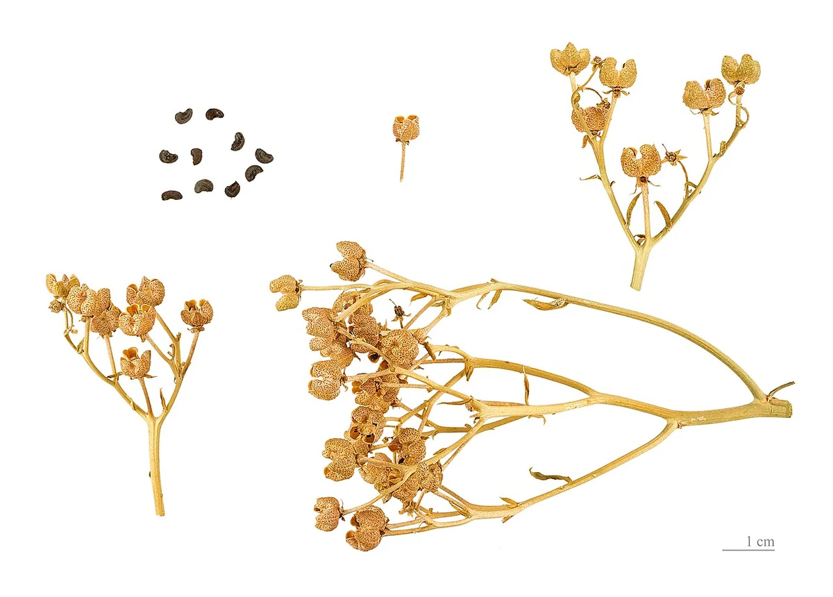 Capsules and seeds of common rue (Ruta graveolens) from a botanical collection; the photograph documents the plant discussed in the article, not a historical wedding wreath.